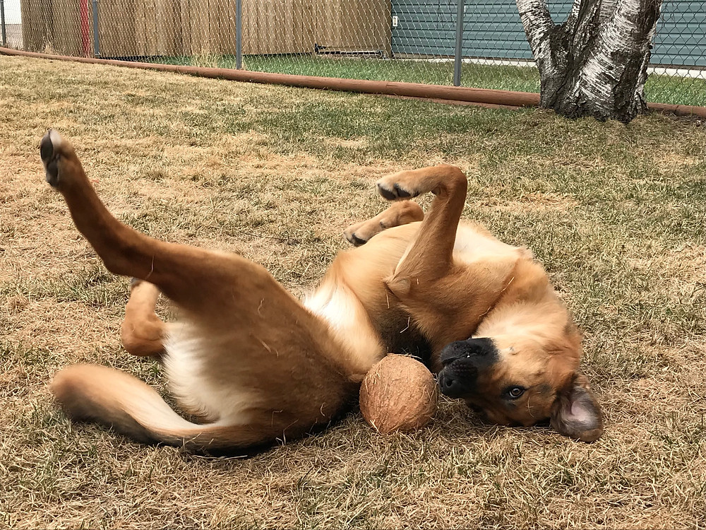 Mira playing with coconut