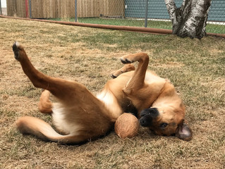 Fun With Fido- Adding Canine Enrichment to Your Lives