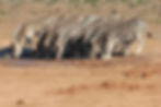 IMG_1233 copy