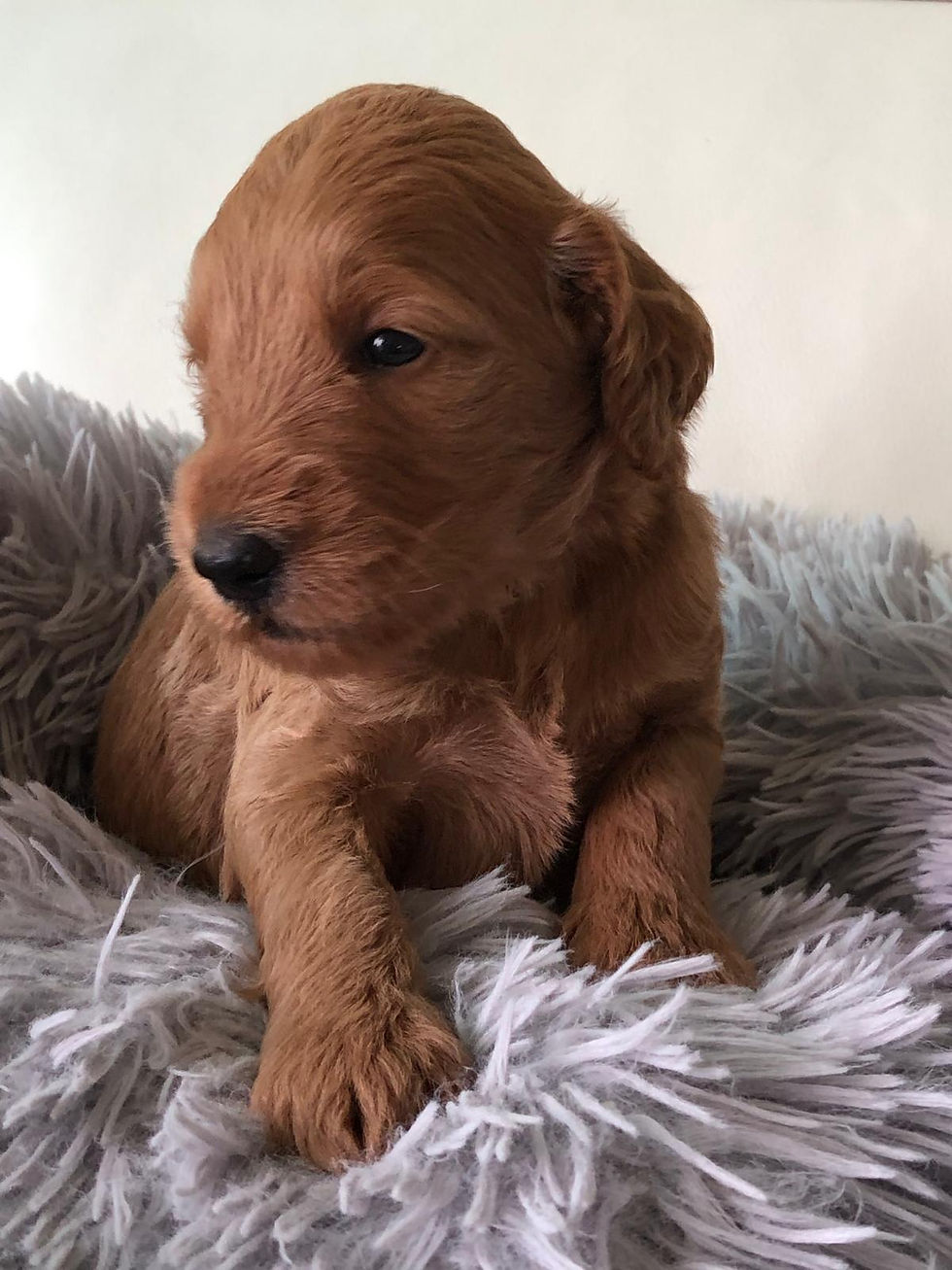 Miniatura: AZALEA - Golden Labradoodle Standard Hembra