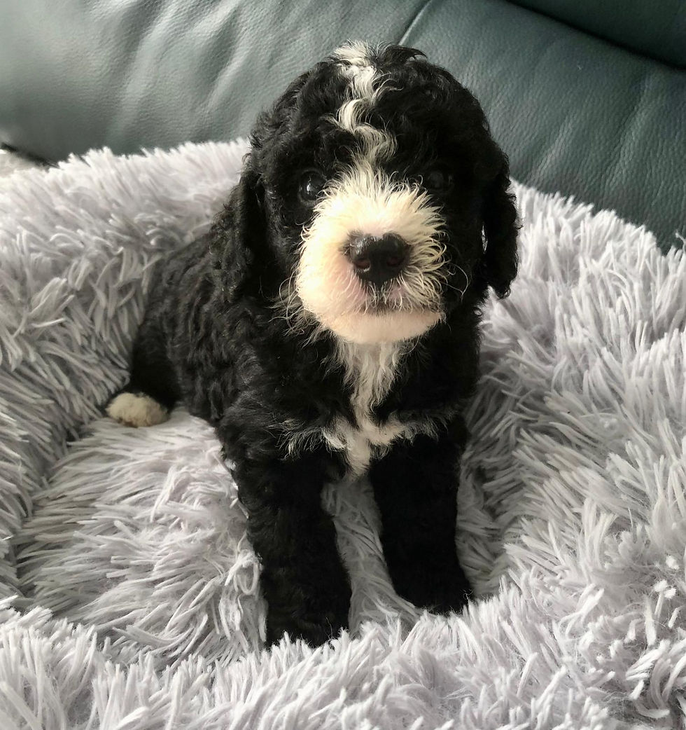 Thumbnail: SITKA - Mini Mountain Labradoodle Female