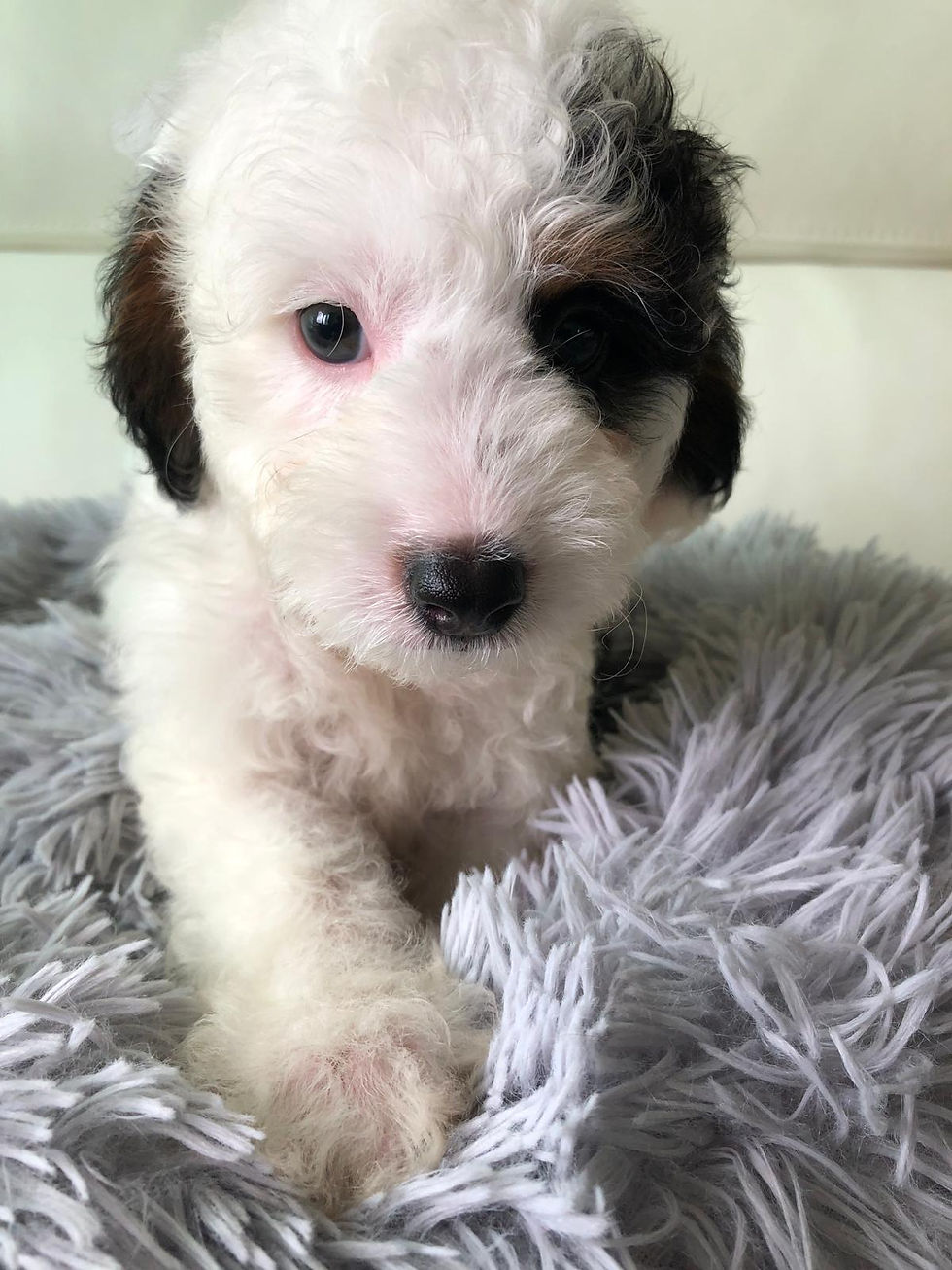 Thumbnail: PANDA -Mini Goldendoodle F1BB+ MALE