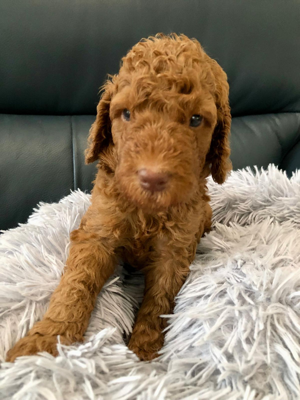 Thumbnail: DREW - Goldendoodle Standard F1BB Male