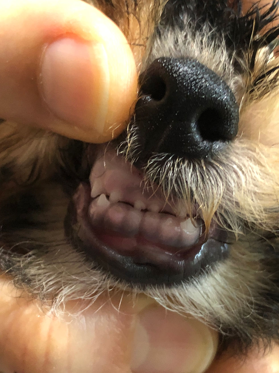 Thumbnail: DOTTIE - Mini Toy Goldendoodle F1BB+ FEMALE