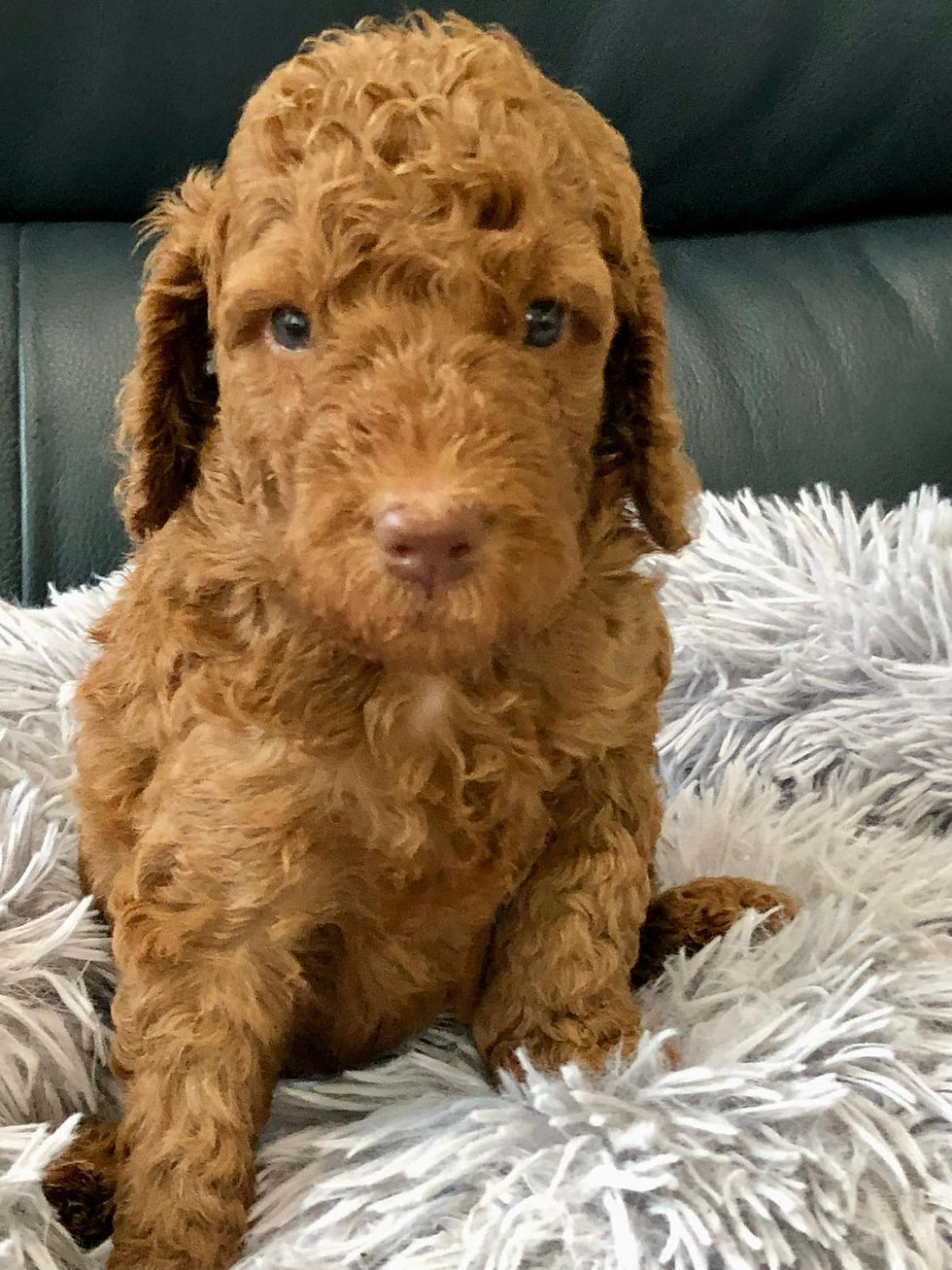 Thumbnail: DREW - Goldendoodle Standard F1BB Male