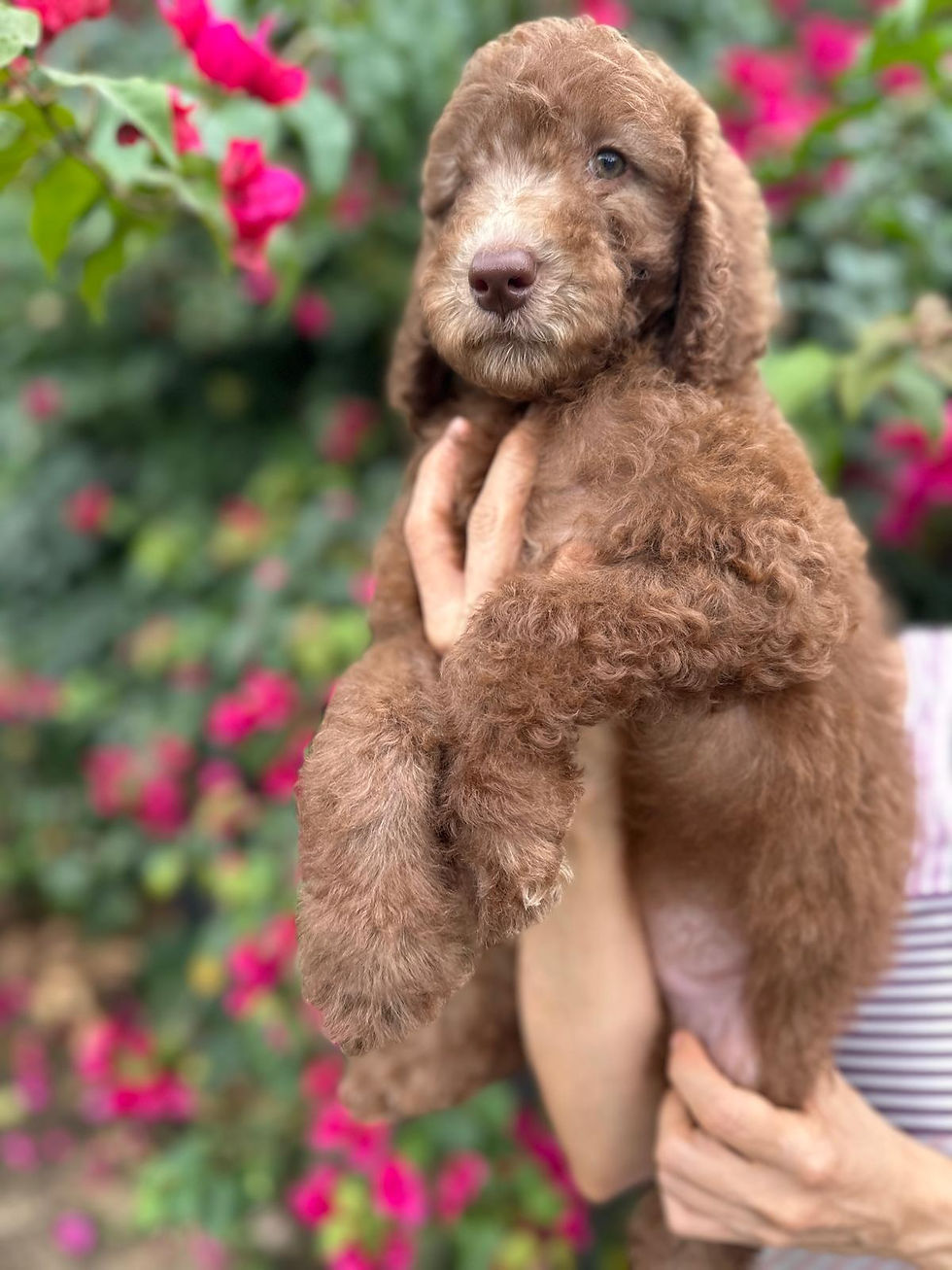 Thumbnail: DUCHESS - Goldendoodle Standard F1BB Female