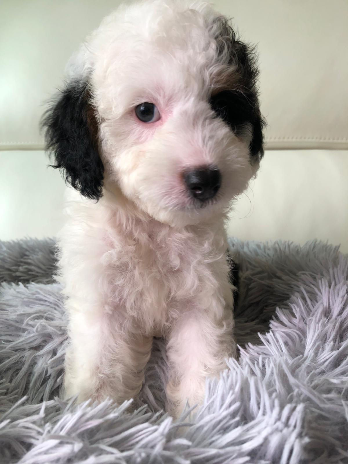 PANDA -Mini Goldendoodle F1BB+ MALE