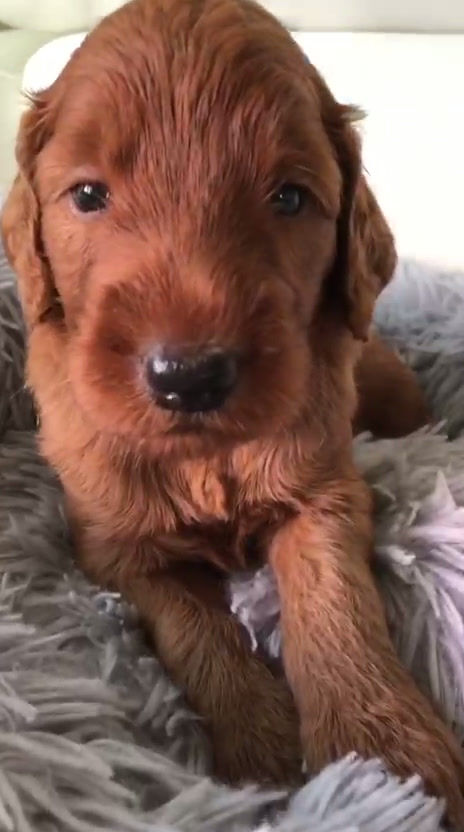 Miniatura: SUNDANCE - Golden Labradoodle Standard Hembra