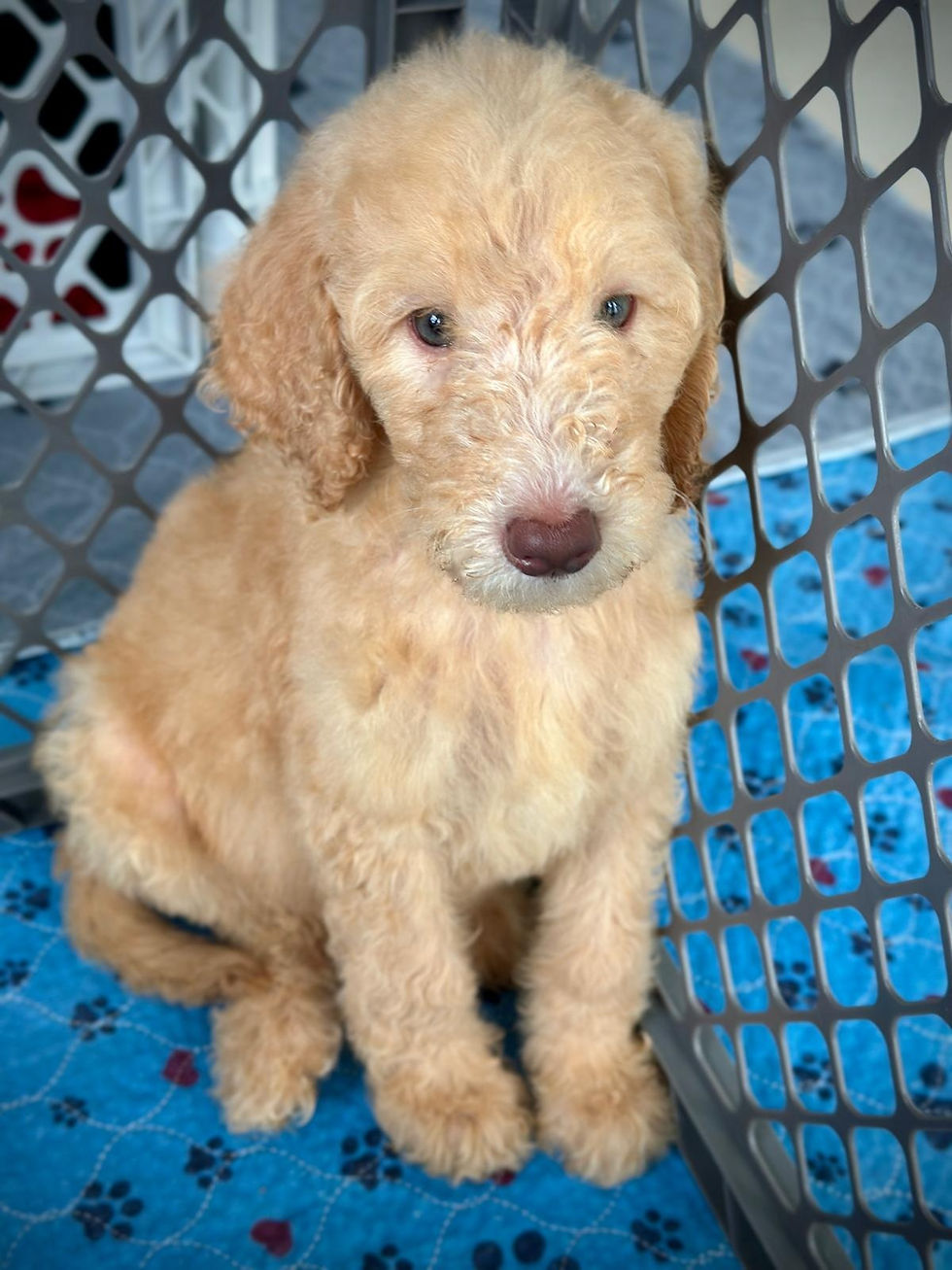 Thumbnail: ROCCO - Goldendoodle Standard F1BB Male