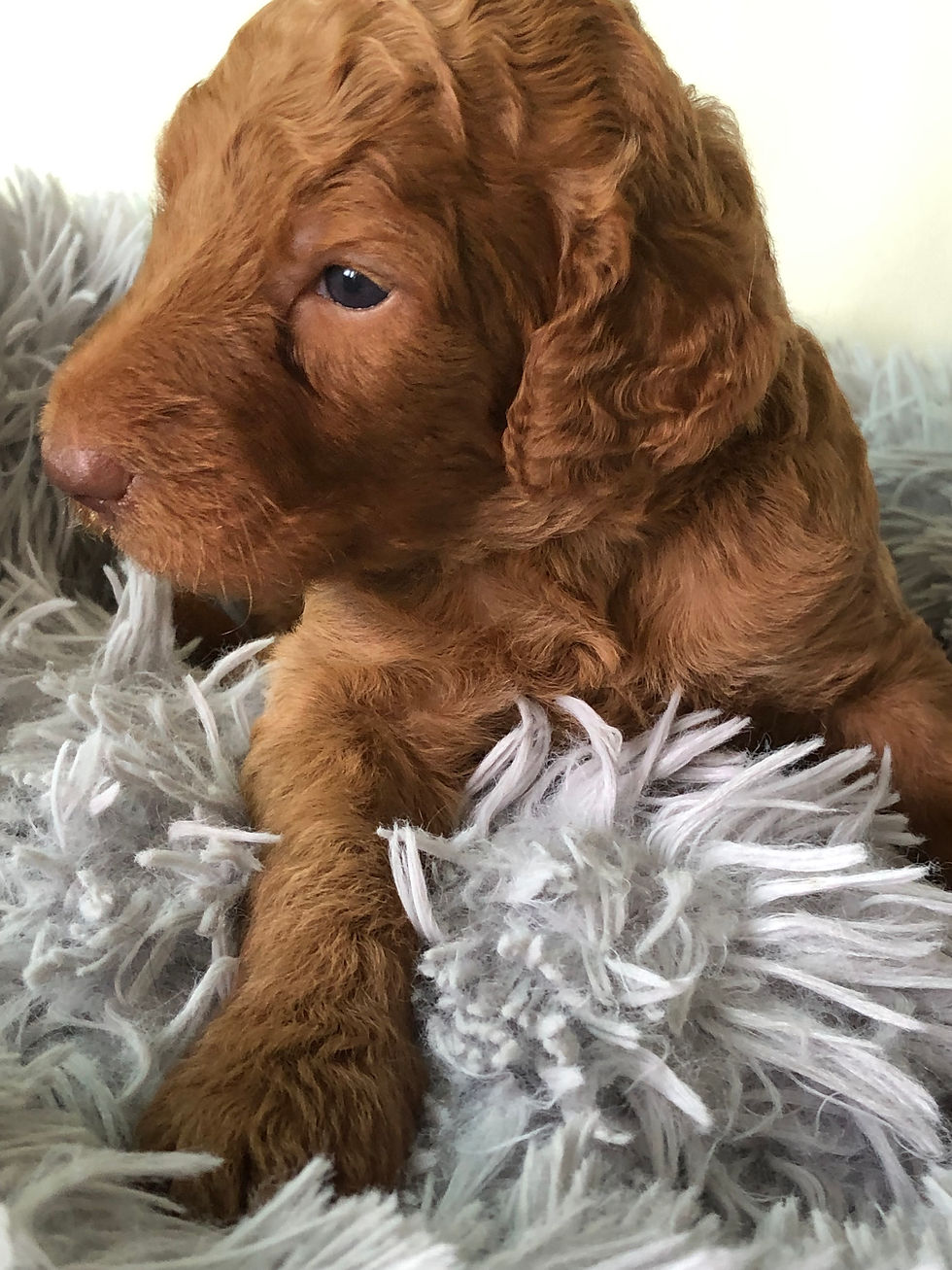 Miniatura: CERISE - Golden Labradoodle Standard Hembra