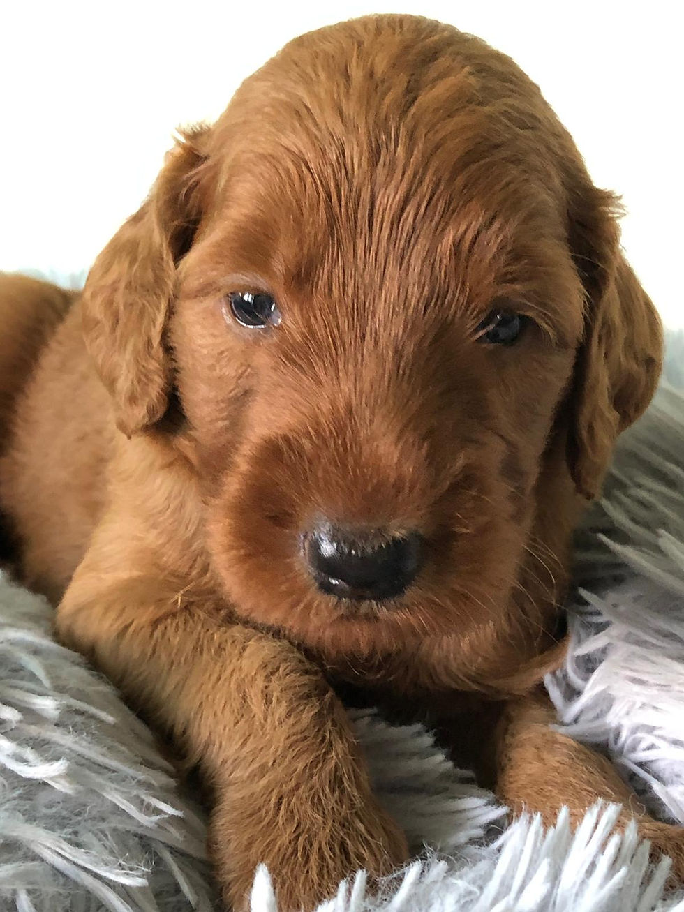 Miniatura: SUNDANCE - Golden Labradoodle Standard Hembra
