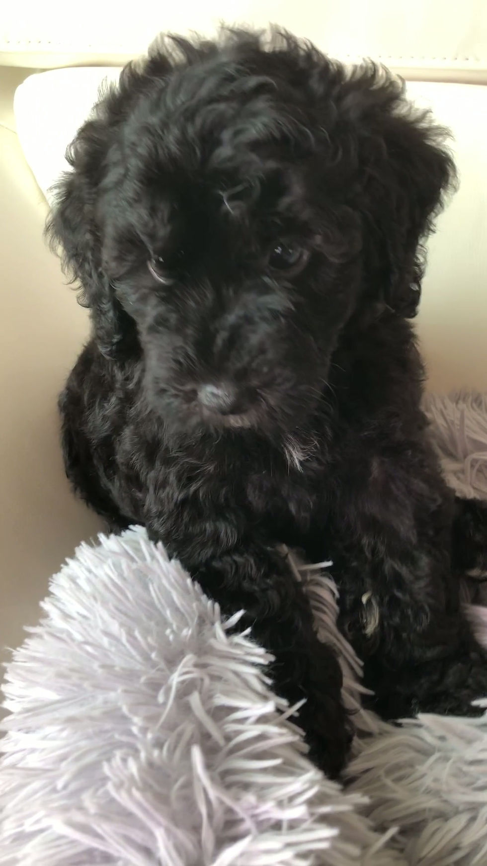 Thumbnail: AUDEN - Mini Mountain Labradoodle Female