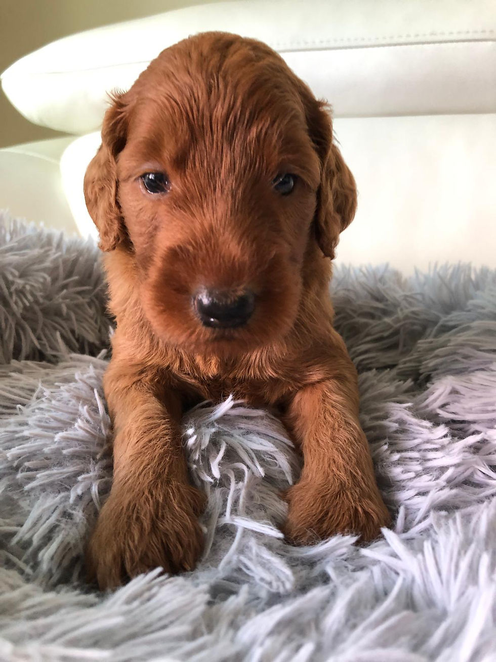 Miniatura: SUNDANCE - Golden Labradoodle Standard Hembra