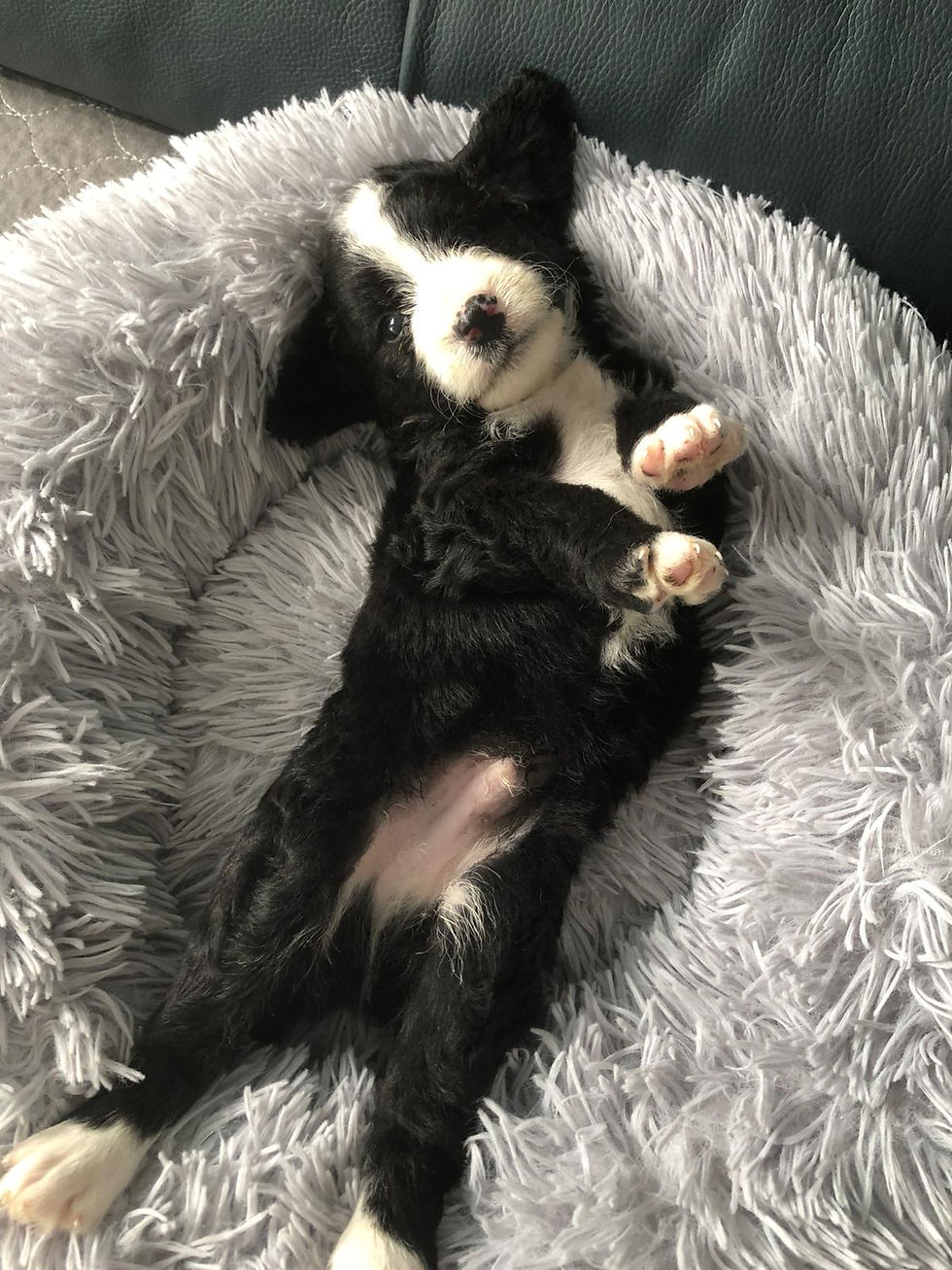 Thumbnail: BRONTE - Mini Mountain Labradoodle Male