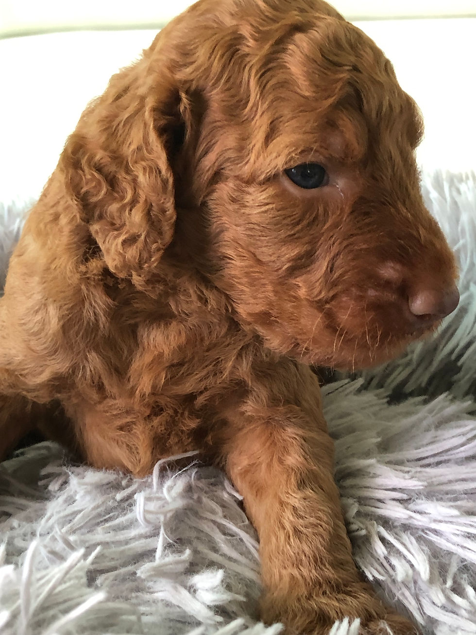 Miniatura: RANGER - Golden Labradoodle Standard Macho