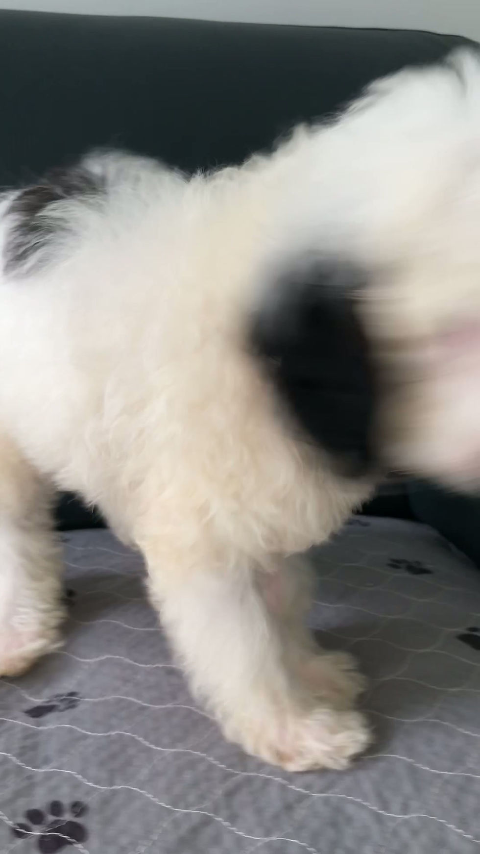 Miniatura: PANDA -Mini Goldendoodle F1BB+ Macho