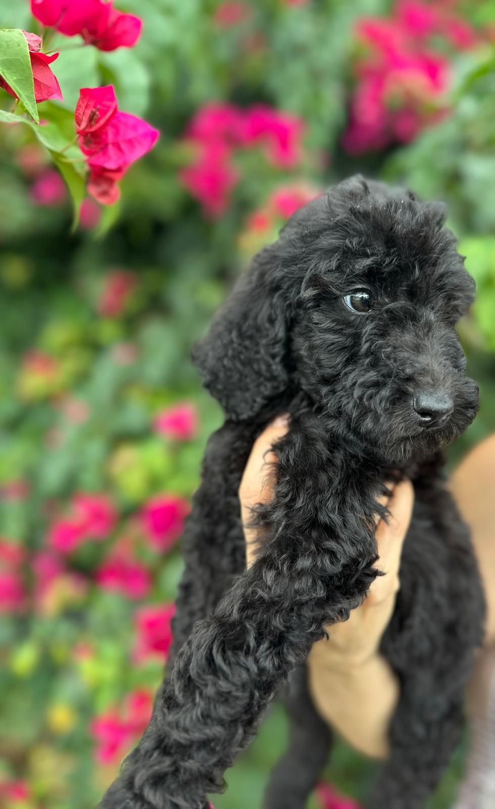 Thumbnail: TESSA - Goldendoodle Medium F1BB Female