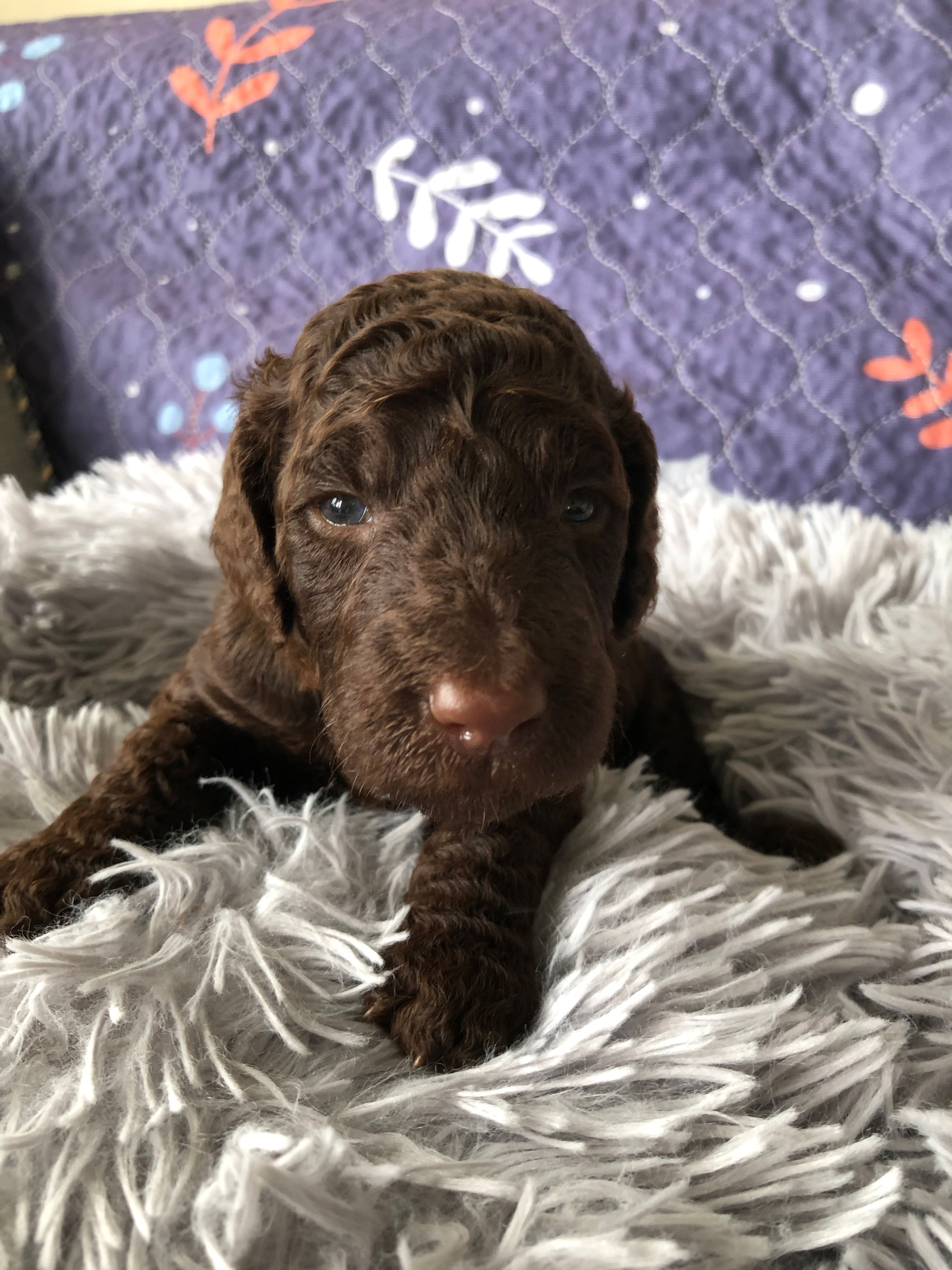 BARON - Goldendoodle Standard F1BB