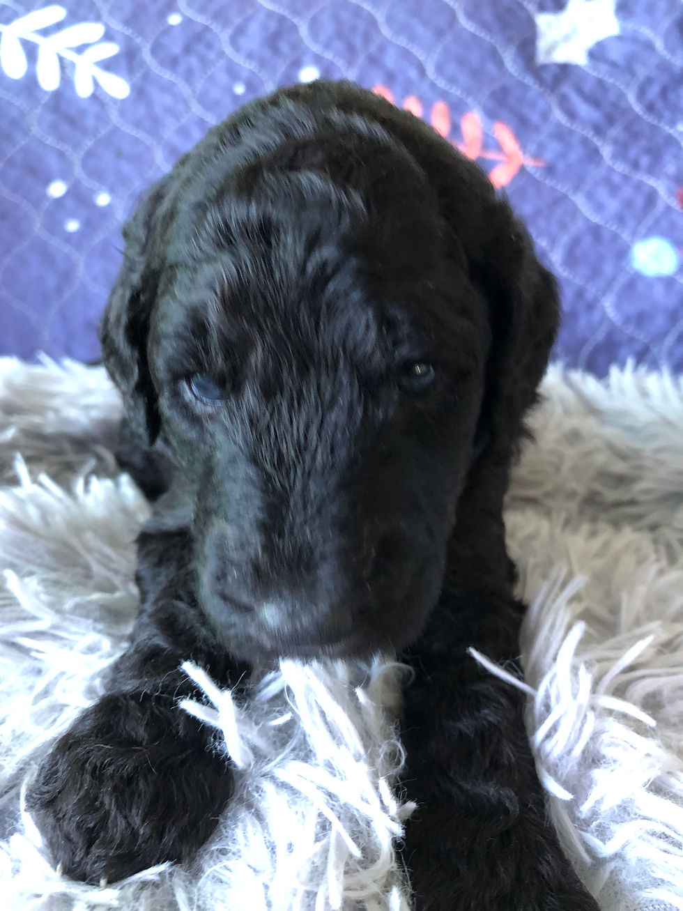 Miniatura: VELMA - Goldendoodle Standard F1BB