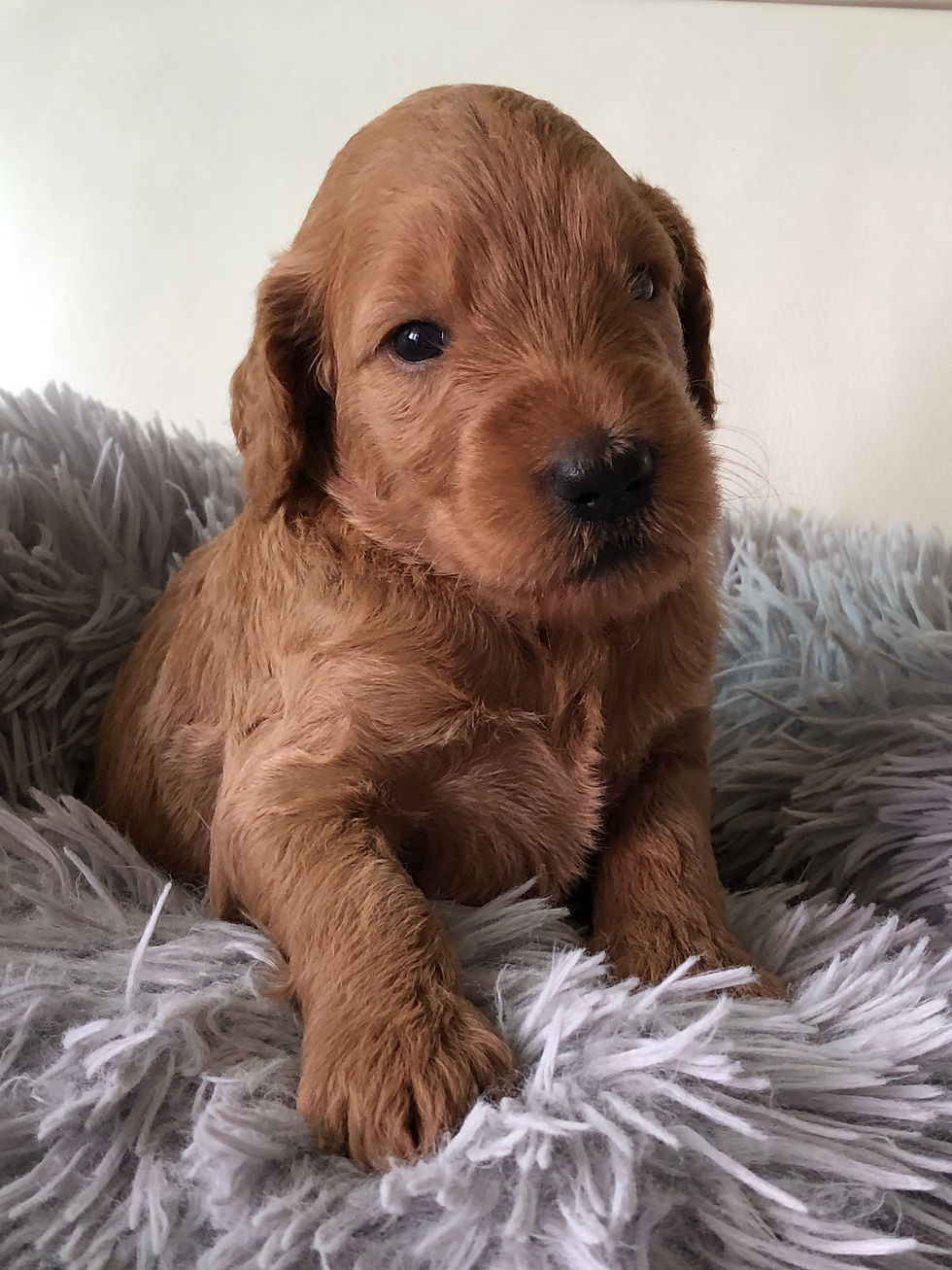 Miniatura: AZALEA - Golden Labradoodle Standard Hembra