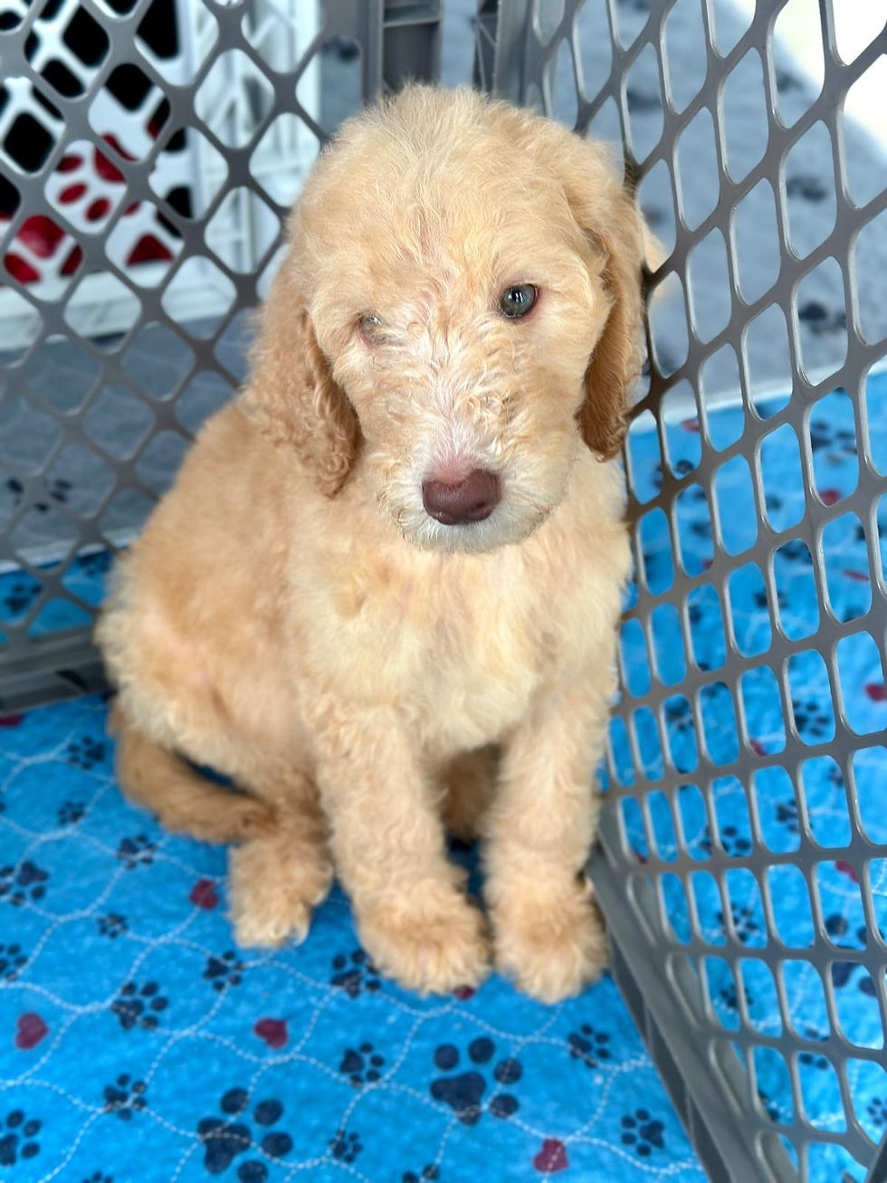 Thumbnail: ROCCO - Goldendoodle Standard F1BB Male