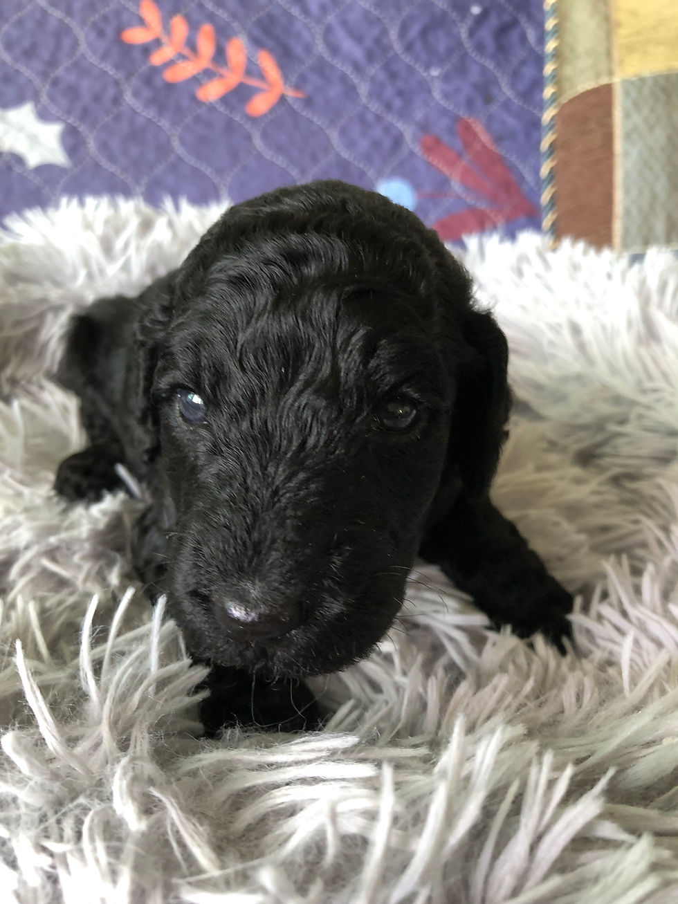 Miniatura: ANUBIS - Goldendoodle Standard F1BB