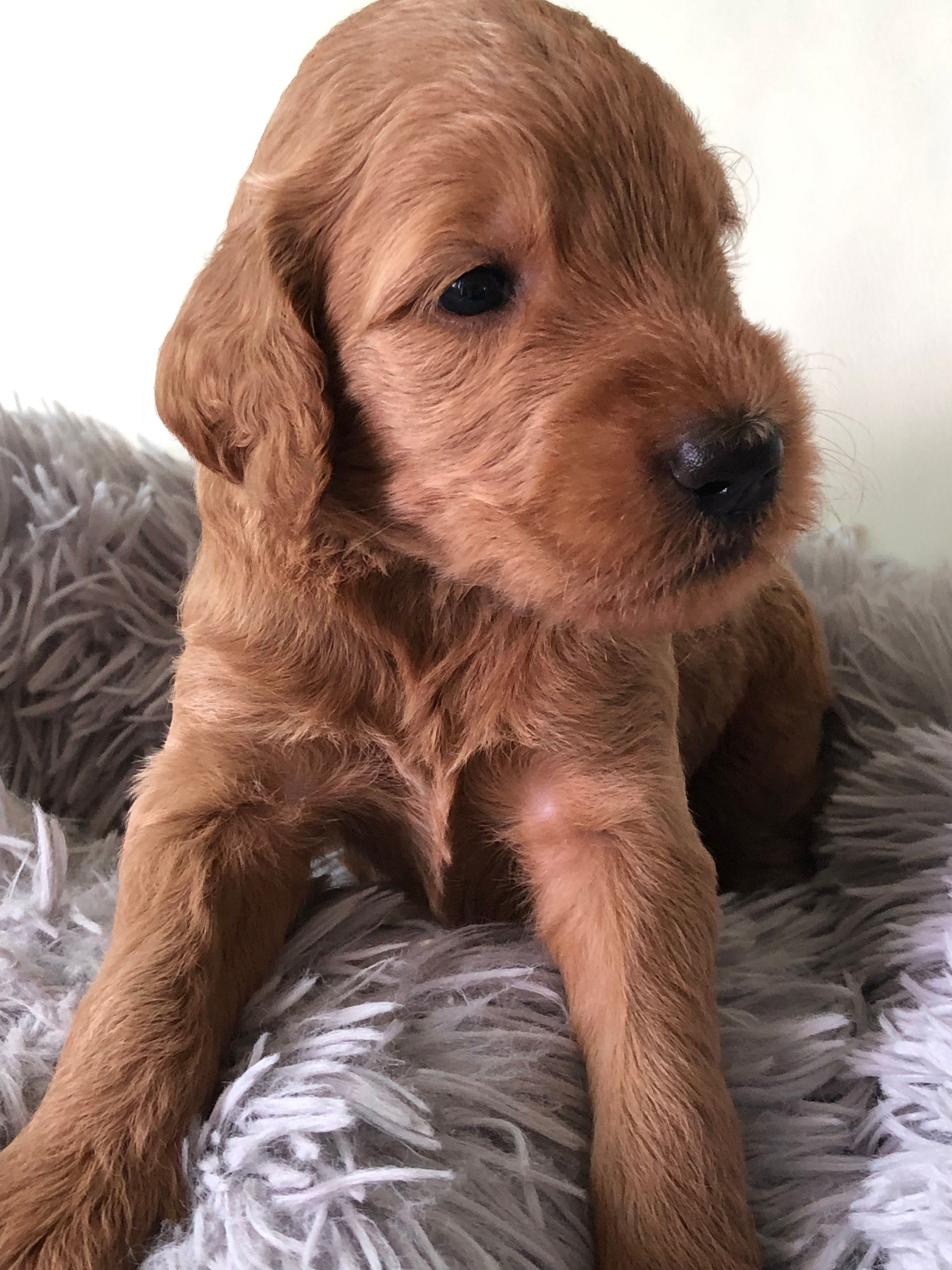 AZALEA - Golden Labradoodle Standard Hembra