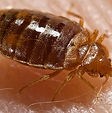 Carpet Cleaning Denver get rid of bed bugs