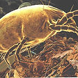 Carpet Cleaning Denver get rid of dust mites
