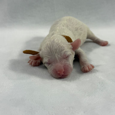 brown band girl_edited.jpg