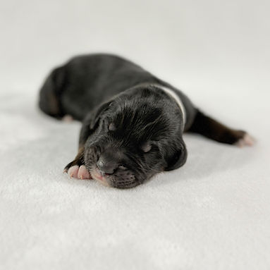 White Band_edited.jpg