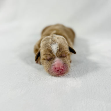 Pink girl_edited.jpg