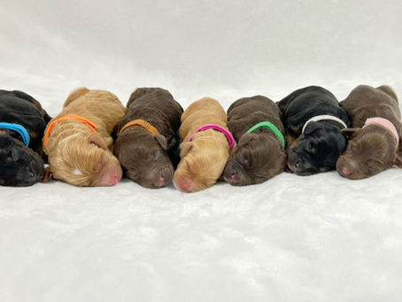 The Benefits of Hypoallergenic Dogs