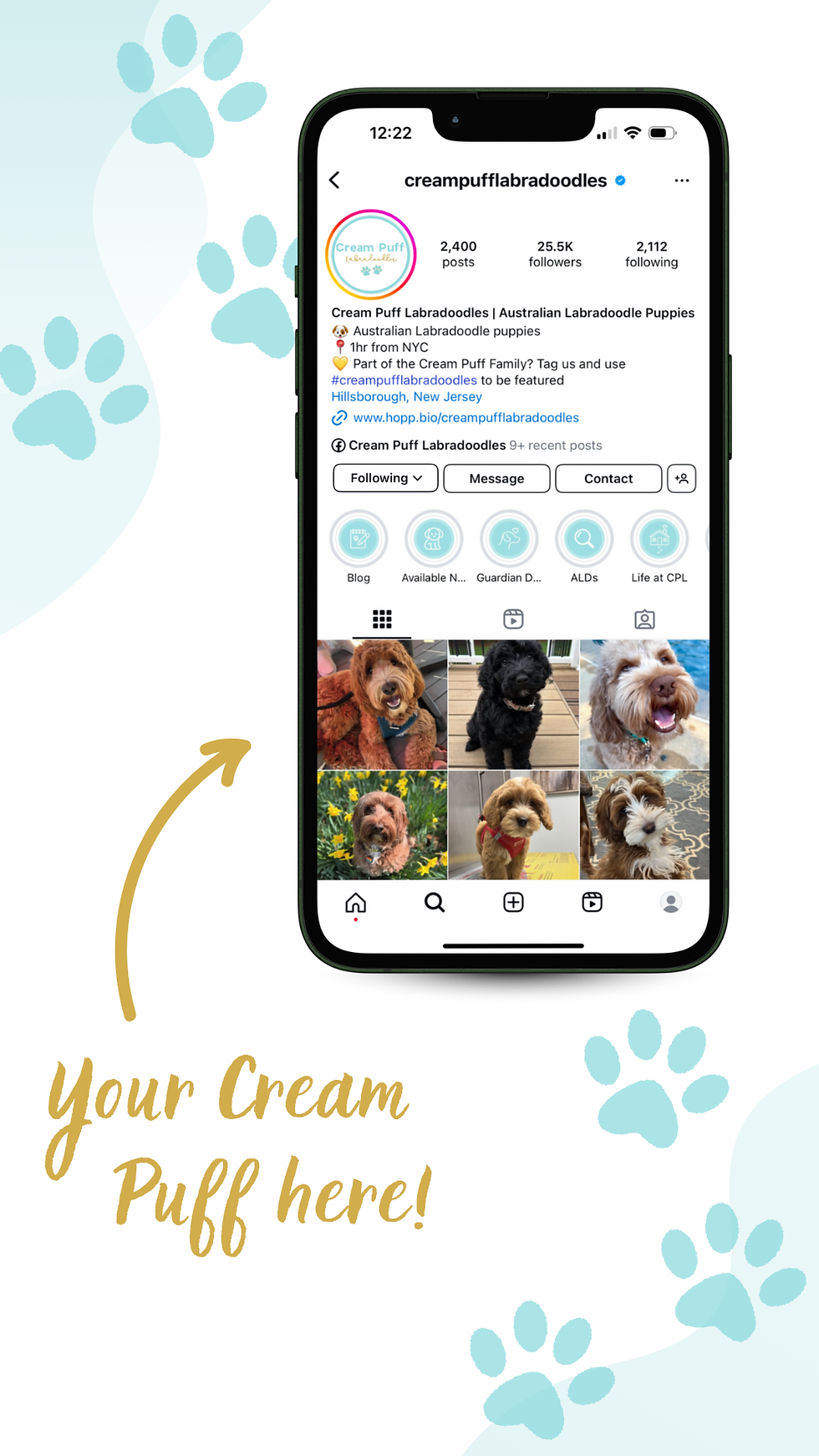 How to get featured on Cream Puff Labradoodles' Instagram