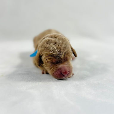 Light Blue_edited.jpg