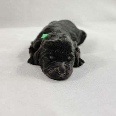 Green (1)_edited.jpg