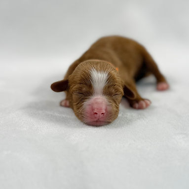Orange band boy_edited.jpg