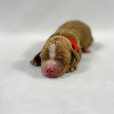 red band girl_edited.jpg