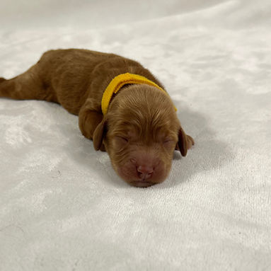 Yellow girl_edited.jpg