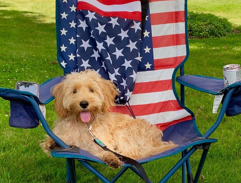 Cream Puff Labradoodle sat in a Memorial Day themed red white and blue outdoor chair