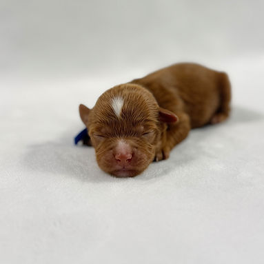 navy band boy_edited.jpg