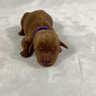 Purple girl_edited.jpg