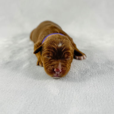 Copy of Purple Band Girl_edited.jpg