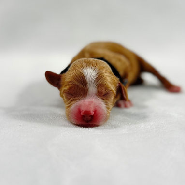 black band boy_edited.jpg