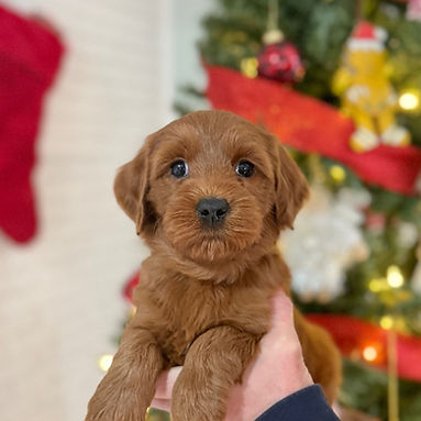 Light Pink_edited.jpg