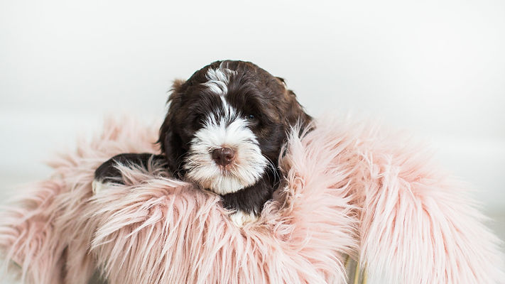 WALA Board of Directors Worldwide Australian Labradoodle Association