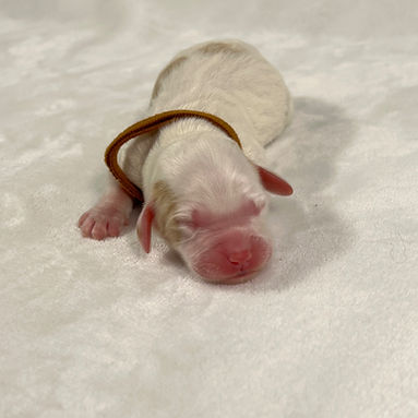 Brown girl_edited.jpg