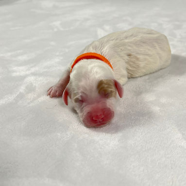 Orange boy_edited.jpg