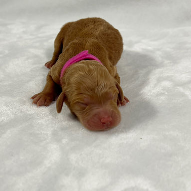 Pink girl_edited.jpg