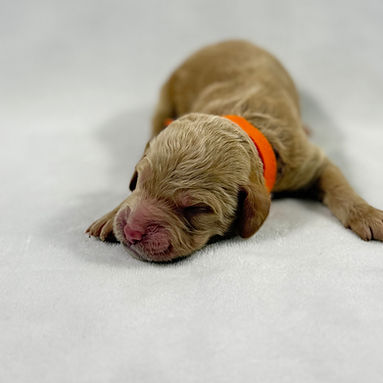 Orange band boy_edited.jpg